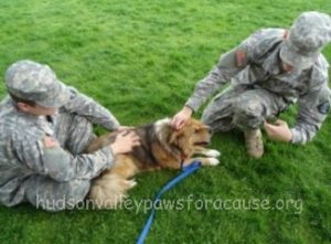 Therapy Dogs Help Students Destress Before Finals