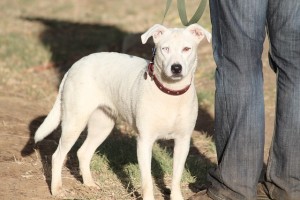 AKC Canine Good Citizen Certificate