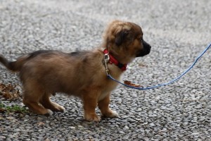 AKC Canine Good Citizen Certificate