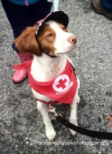 Therapy Dogs