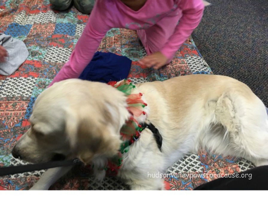 therapy dogs