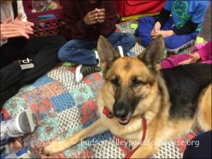 therapy dogs