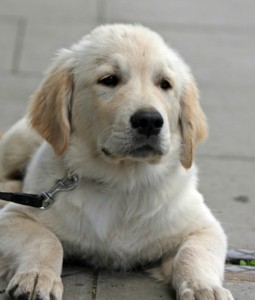 Down! Obedience Training for Therapy Dogs