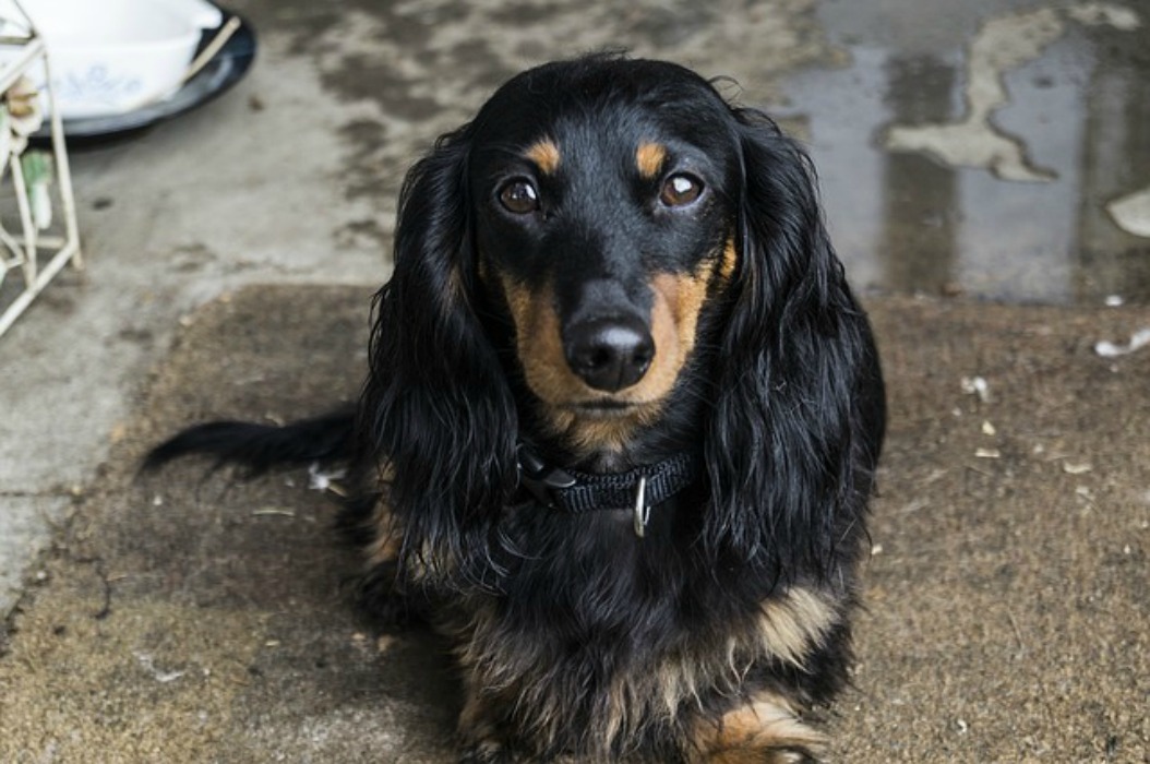 Down! Obedience Training for Therapy Dogs