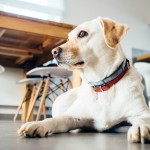 Stay Obedience Training for Therapy Dogs