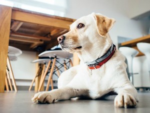 Stay Obedience Training for Therapy Dogs