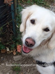 Therapy Dog Ivy Grace Promenade Tuxedo Park