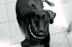 Wait Obedience Training for Therapy Dogs