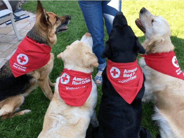red cross dogs